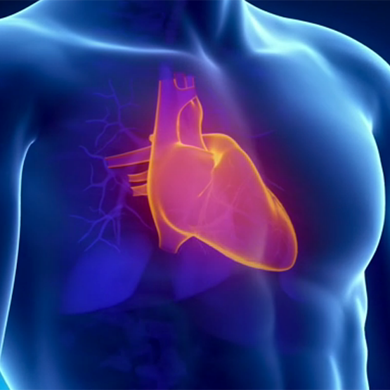 A 3D rendered heart shown within an x-ray of a human torso